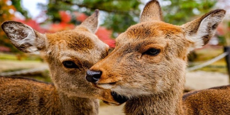 How to Interact with the Deer at Nara Park: A Complete Visitor's Guide